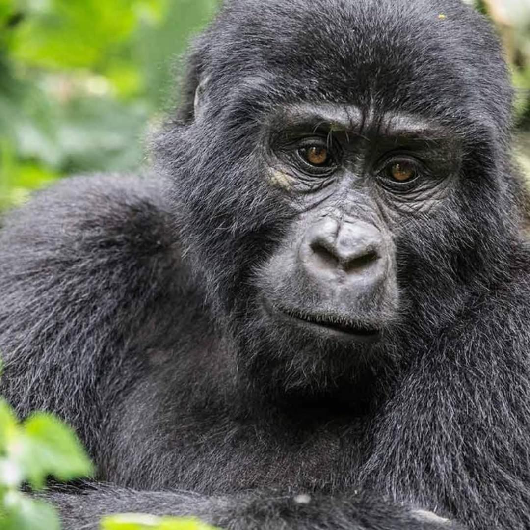 Gorilla Safari Lodge Rubuguli Exterior photo